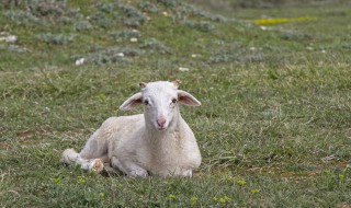 羊头除毛处理方法（羊头怎么除毛）