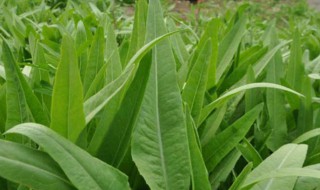 紫红油麦菜种植方法 紫红油麦菜好吃吗