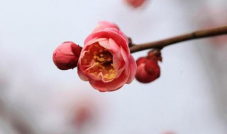 红梅春季修剪方法（红梅春季修剪方法图解）