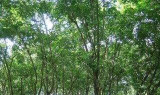橡胶树的栽培方法 橡胶树的栽培技术