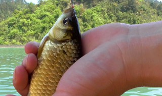 用海竿钓鲫鱼最好的方法（海竿钓鲫鱼怎么钓用什么饵料好）