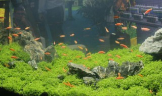 新鱼缸水泵噪音大的原因及解决方法 新买的鱼缸水泵嗡嗡响不抽水