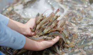 虾线去除方法 虾线的去除法