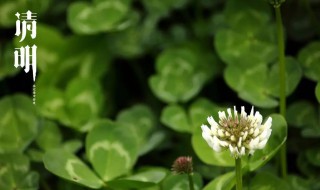清明节说快乐合适吗（清明节该说快乐吗）