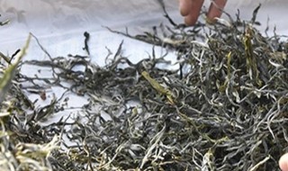 茯砖茶的危害（茯砖茶喝了有什么好处）