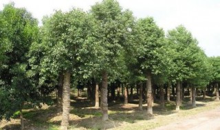 大树移栽的方法和要点（大树移栽的具体措施）