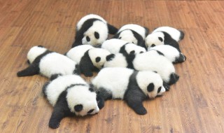 中国国宝熊猫的来历 中国国宝熊猫的来历简介