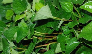 生鱼腥草作用及食用方法（生鱼腥草有什么功效）