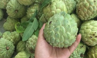 怎么挑选番荔枝 如何挑选番荔枝
