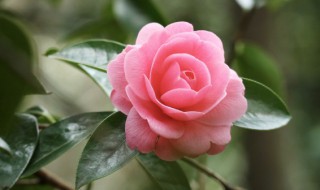 养花草怎么杀虫 花草用什么杀虫药