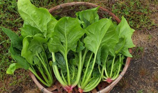 菠菜种子夏天种植教程（菠菜种子夏天种植教程视频）