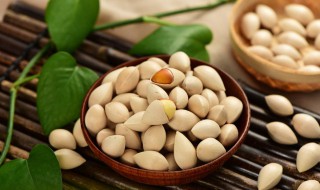 白果发芽方法（白果发芽方法图解）