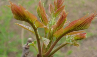 庭院香椿种植方法（院子里的香椿树应该栽在什么位置合适）