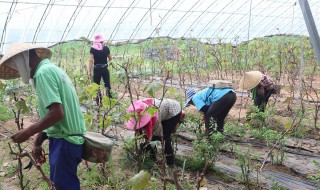 葡萄除草最新方法 葡萄除草最新方法是什么