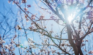 武汉市花为何为梅花? 武汉的市花是梅花请你设计一句宣传