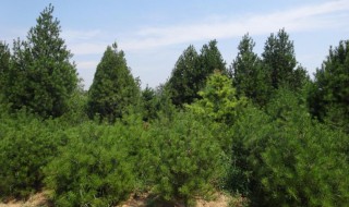白皮松树的种植方法（白皮松树的种植方法视频）
