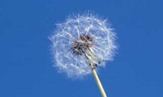 蒲公英怎么养（蒲公英怎么养成老桩的）