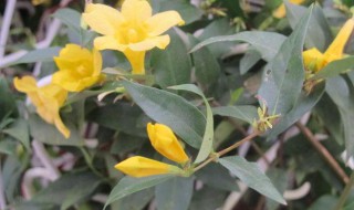 什么是法国香水花（法国香水花是什么样子）