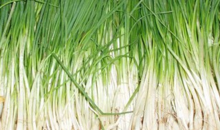 广东香葱的种植方法（广东香葱的种植方法和技术）