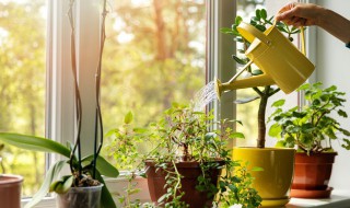 室内养植物的方法技巧（室内养植物的方法技巧有哪些）