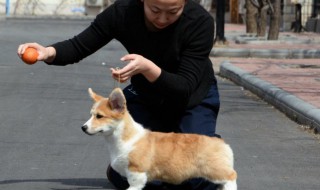 狗舍搭建技巧（狗舍建造视频）