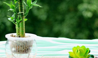 水培绿植技术教程 水培绿植怎么施肥