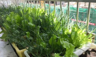 阳台种菜怎么做排水（阳台种菜排水怎么处理）