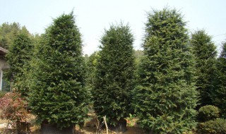 红豆杉树种植方法（红豆杉树种植方法图解）