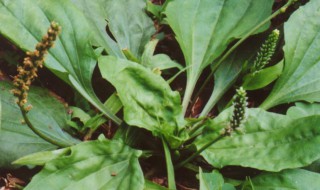 车前草泡水喝的功效与作用 三种人不宜吃车前草