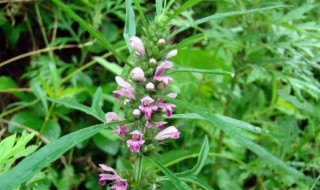 干益母草的功效与作用 益母草的功效与作用的功能与主治
