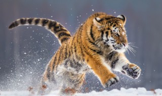 八虎是什么意思（八虎分别是谁）