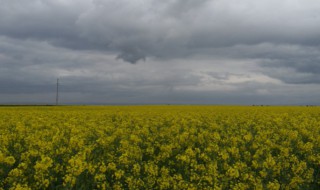 云花是什么意思（云花是词语吗）