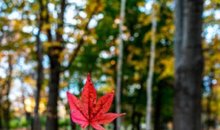 秋天唯美文案短句子 秋天唯美文案短句子英文