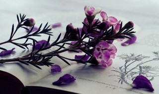 不世是什么意思 什么叫不世出