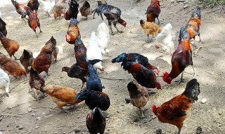 草鸡是什么意思（草鸡是什么意思网络用语）