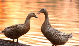 周公解梦梦见死鸭子（周公解梦梦见死鸭子我还弄了一手毛）