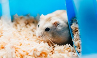 生肖鼠的文化象征意义 生肖鼠的文化内涵