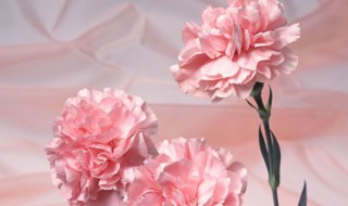 康乃馨花语代表什么肖 康乃馨代表什么生肖