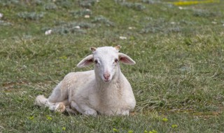 2022年运程羊（2022数羊运程）