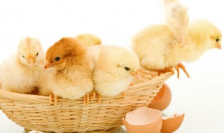 梦见很多小鸡仔是什么意思（梦见好多小鸡苗是啥兆头）