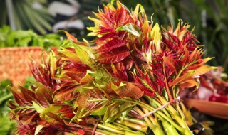 新鲜香椿可以放几天 新鲜香椿可以放几天吗