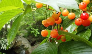 观赏性的樱花树长出的果实（观赏性的樱花树长出的果实能吃吗）