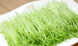 豌豆苗的吃法 新鲜豌豆的做法