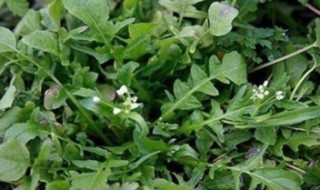 哪些人不能吃荠菜 哪些人不能吃荠菜?