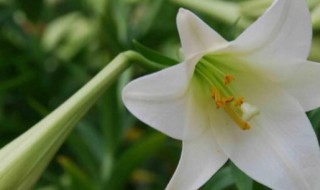 哪些人不能吃百合花（哪些人不能吃百合花茶）