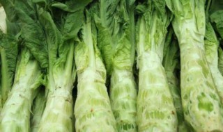 哪些人不能吃结球莴苣（结球莴苣和叶用莴苣）