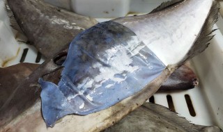 哪些人不能吃扒皮鱼(哪些人不能吃扒皮鱼呢)