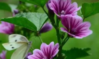 二十四节气花卉有哪些 二十四节气的花卉