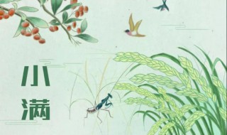 小满节气如何养生（小满节气养生重点）