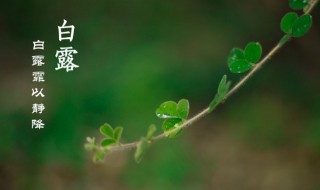 二十四节气中白露节气是什么意思 二十四节气中的白露是什么意思?